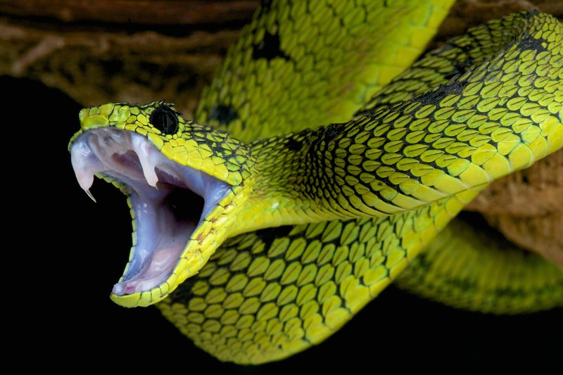 Nếu bạn không sợ rắn, hãy xem hình ảnh về rắn cắn. Trải nghiệm đầy thách thức này sẽ khiến bạn liều lĩnh hơn trong khám phá vẻ đẹp của tự nhiên.