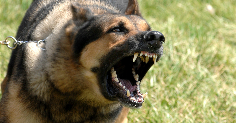 Chó Becgie rất trung thành và yêu chủ. Tuy nhiên, nếu được huấn luyện không đúng cách, chúng có thể gây ra nguy hiểm. Xem những hình ảnh cảnh báo này để hiểu rõ hơn về chúng.