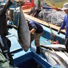 Tuna fishermen face challenges