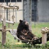 Hanoi inaugurates first rescued bears house