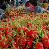 Vietnam to set new fruit and vegetable export record in 2015