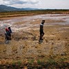 Mekong delta faces water shortage, saline intrusion