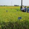 Central region develops new rice varieties