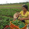 Farm co-operatives improve the lives of local farmers in Thua Thien - Hue