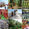 Vietnam and South Africa promote agricultural export