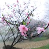 Sa Pa tourists eager to enjoy the cherry blossoms