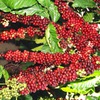 Coffee, pepper plantations on the rise in Dak Lak