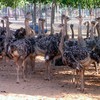 Vietnamese ostrich farmers reap great rewards
