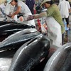 Japanese aid improves Binh Dinh tuna fishing