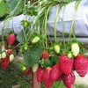 Strawberry farm tour attracts tourists