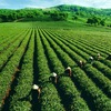 Ensuring quality for tea exports