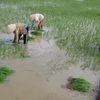 Climate change affects Vietnam’s rice bowl