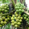 Binh Dinh to boost coconut products