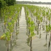 Sustainable mangrove forest protection run by local residents