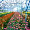 Improving technology to boost Dalat flower industry