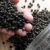 Pepper exports reach 9,500 USD/tonne
