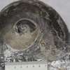 'Stone' identified as 240-million-year-old fossil