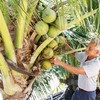 Tuan Le farmers seek to sustainably develop coconuts