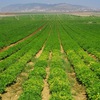 High-tech irrigation included in agriculture reform