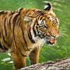 Only 20 Indochinese tigers left in Vietnam