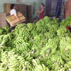 Export potential of Vietnamese bananas untapped
