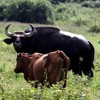 Cross-bred wild bison and domesticated cows debuted