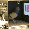 Pigeons Pathologists Learn to Detect Cancer