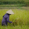 Vietnam wins rice supply deal to Philippines