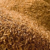 Processing rice husks to protect the environment