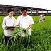 Mekong Delta Region focuses on improving rice quality