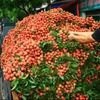 Vietnam prepares lychee exports to the US & Australia