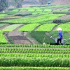 Promoting multifunctional agricultural cooperatives with Japan