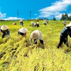 Vietnam to develop a national rice brand
