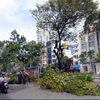 HCMC invests $21m in tree planting