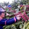 Interest in coffee farming wanes in Highlands
