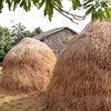 Paper from straw and hay