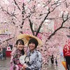 Japanese cherry blossom festival kicks off in Hanoi