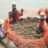 Adaptation of shrimp farming to climate change