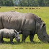 Vietnamese youth urged to save rhino
