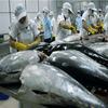 Tuna needs dolphin safety certification