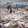 Tra fish exports to China increase by 90%
