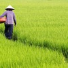 Quang Tri recovers rice fields after cold snap