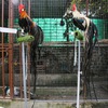 Long-tailed chickens introduced in Vietnam