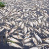 Conference discusses mass fish deaths in central region