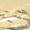 PM orders audit into mass fish deaths