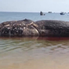 Dead whale buried on land