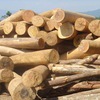 Timber smuggling targeted