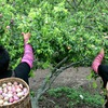 Tourists enjoy plums at Moc Chau Plum Harvest Festival