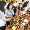 Project lychee launched in the south