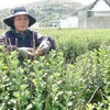 Khanh Hoa to build its first shared flower trademark